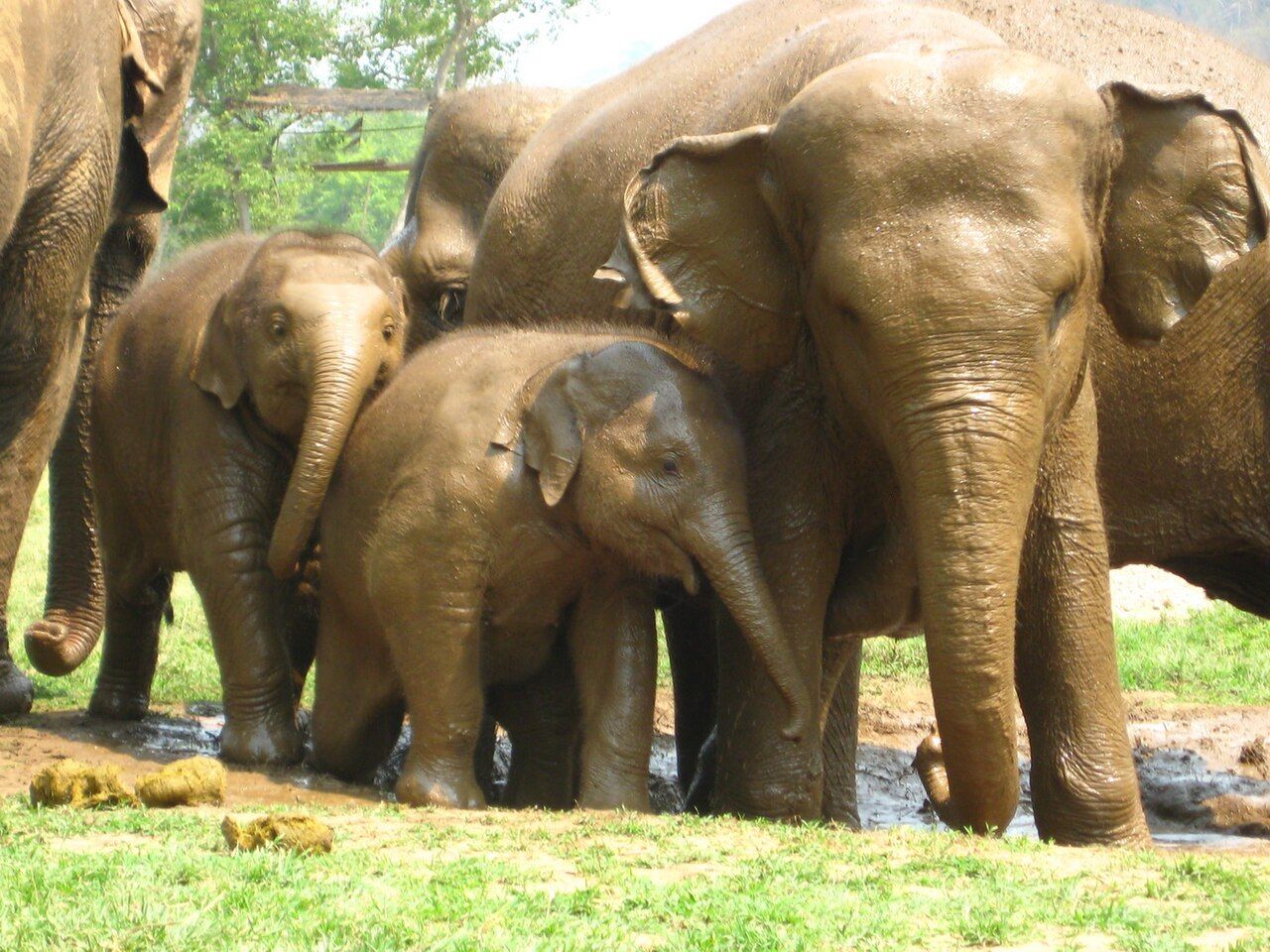 Слоны парка Elephant Nature Park